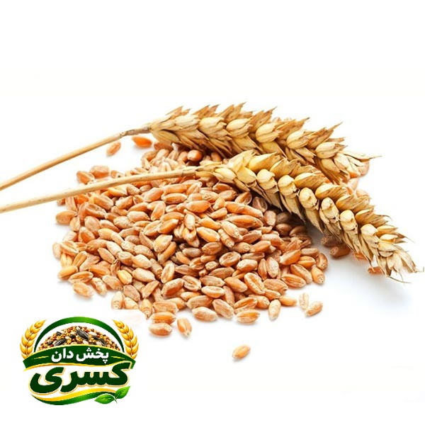 گندم - کیلویی ۷۰ هزار تومان (کیسه ۳۰ کیلویی)